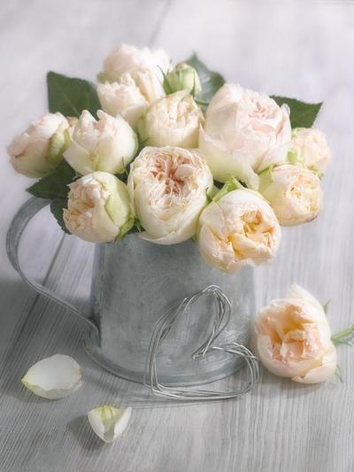 floral-still-life-roses-lmn49730