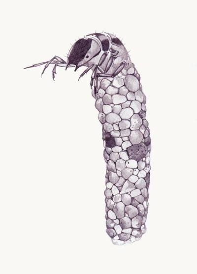 caddis-fly