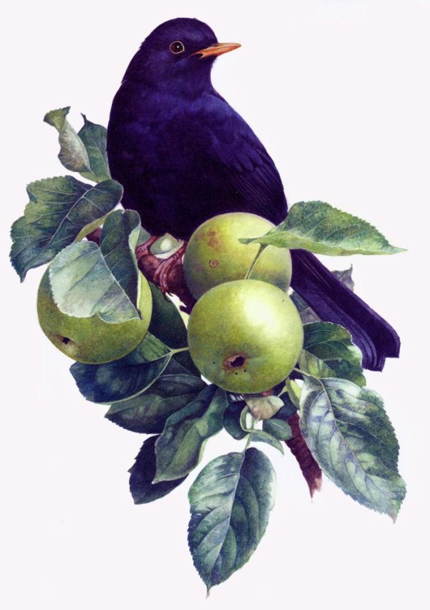 Blackbird In An Apple Tree