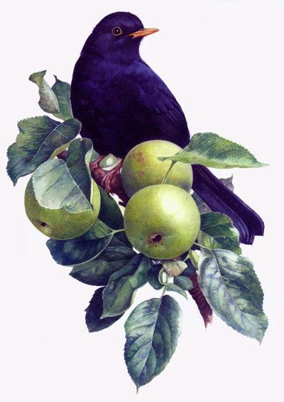 blackbird-in-an-apple-tree
