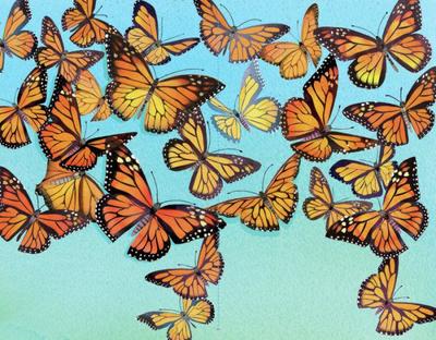 monarch-butterflies