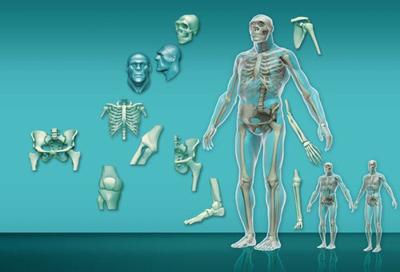 info-11-hombre-neanderthal-jpg
