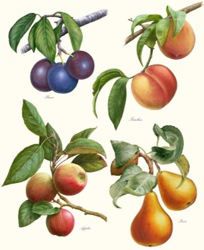 fruit-jpg-1