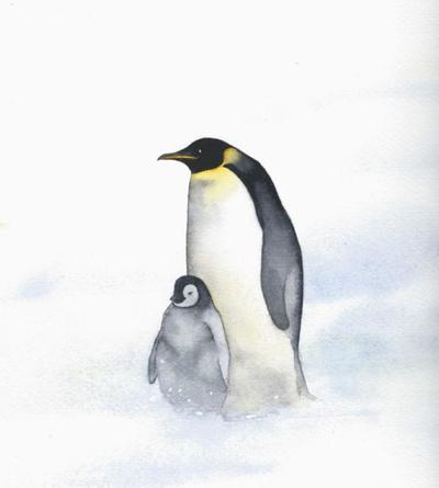 penguin-baby-penguin