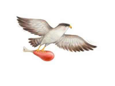 512-stad-455-hawk-with-meat-color