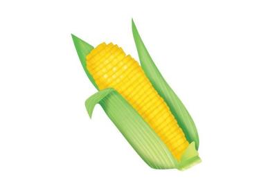 spbfc068-corn-cob-v1-1-01-jpg