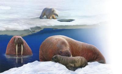 seal-1-jpg