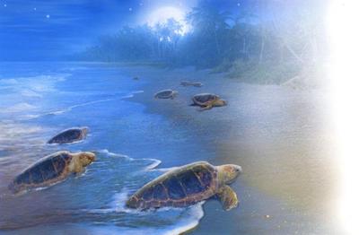 turtle-1-jpg