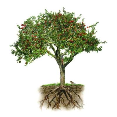apple-tree-aw-copy-jpg