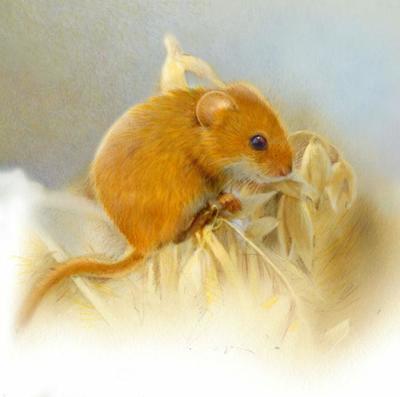 mouse-aw-jpg