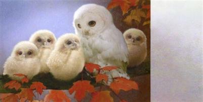 owl-spread-aw-jpg