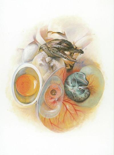 sm-mendez-crocegg-jpg
