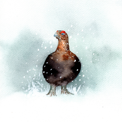 grumpy-grouse-snow-christmas-150dpi-jpg