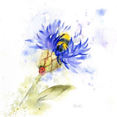 cornflower-jpg-1