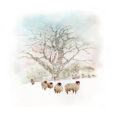 snow-old-oak-and-sheep-small-jpg