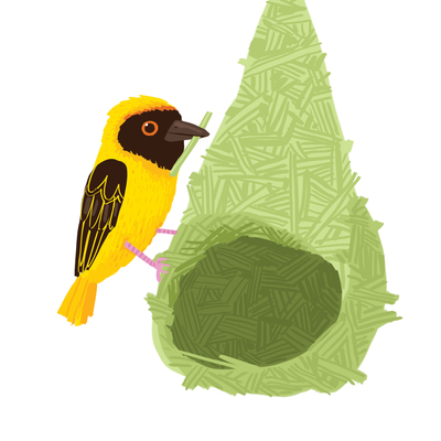 weaver-bird-nest-jpg