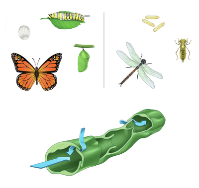 cycles-jpg