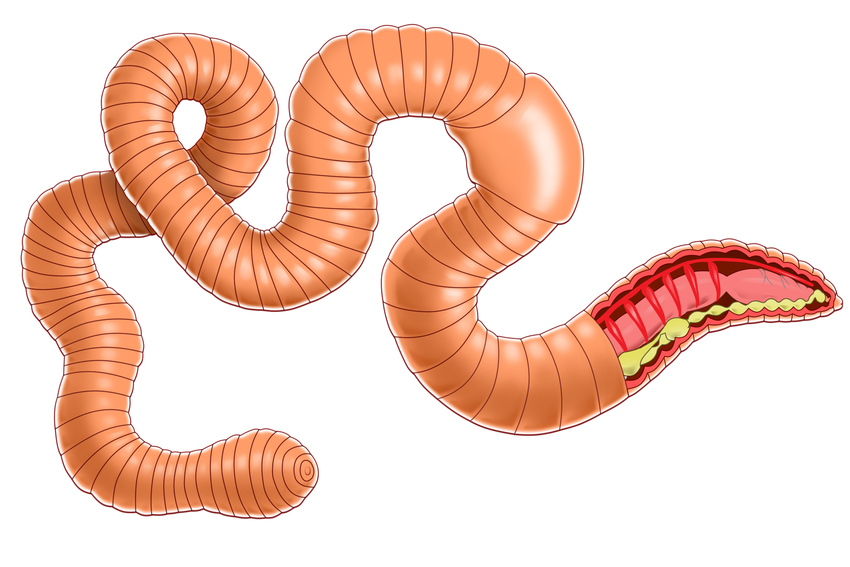 worm.jpg
