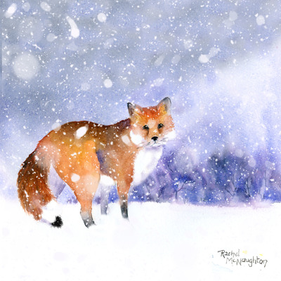 snowy-fox-jpg