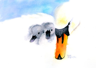 swan-and-cygnets-jpg