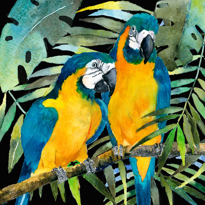 advocateart-rachelmcn-brazilbrief-macaws-jpg