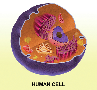 slongo-human-cell-jpg