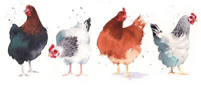 hens-jpg