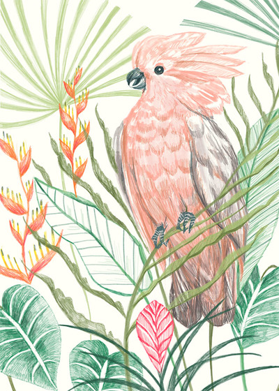 key-largo-galah-bird-jpg