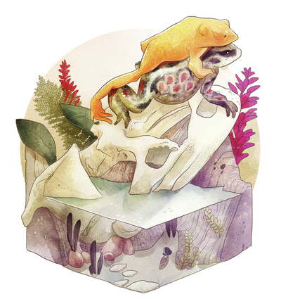 02-habitat-animal-nature-skull-zoology-science-fern-frogs-pool-jpg