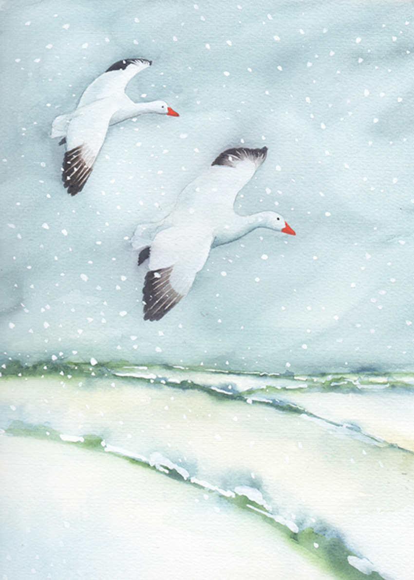 snow geese.jpg