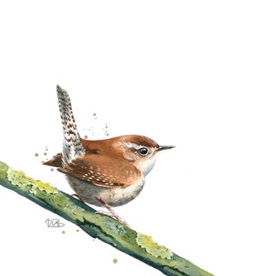 wren-jpg