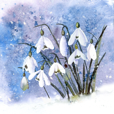christmas-snowdrops-jpg