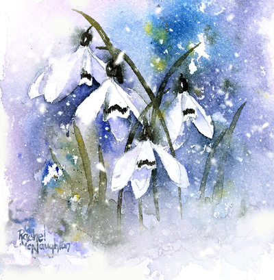 snowdrops-and-snow-on-blue-jpg