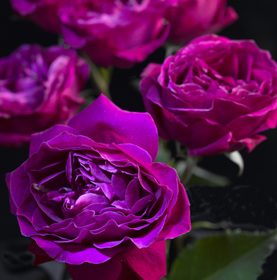 lmn78103-jpg