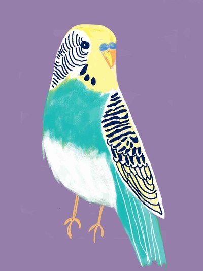parakeet-jpg