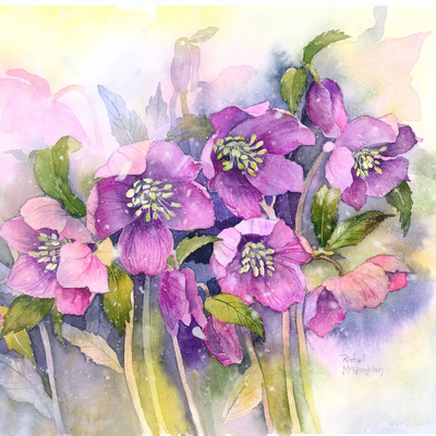 hellebores-jpg