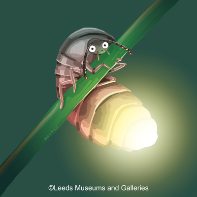 glow-worm-jpg