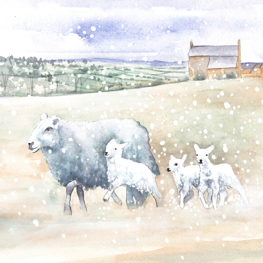 sheep and lambs.jpg