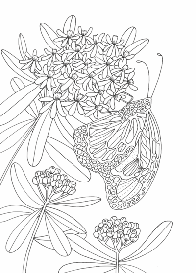 butterfly-weed-png