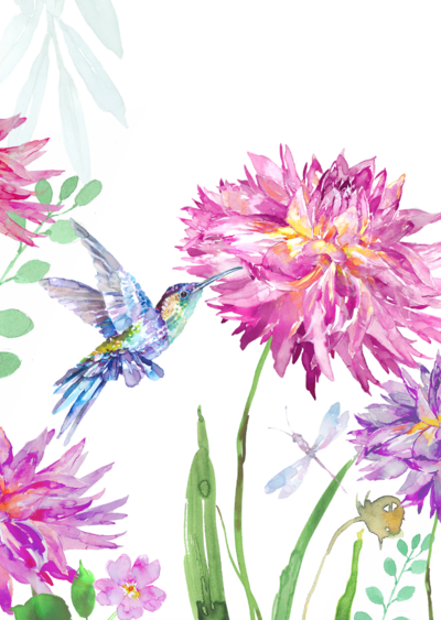 c-o-daihlea-hummingbird-floral-png