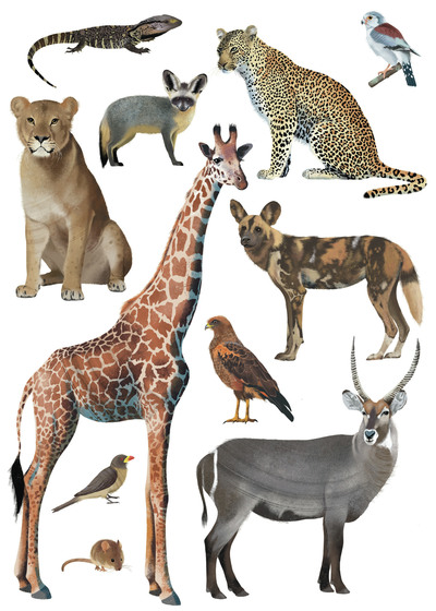 savanna-animals-1