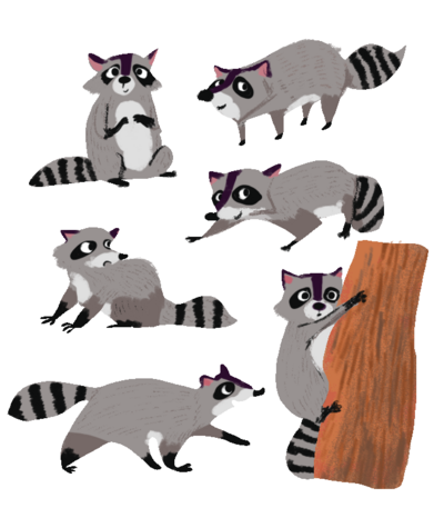 raccoon-character