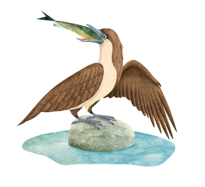 dinosaur-yanoris-bird-fish-jpg