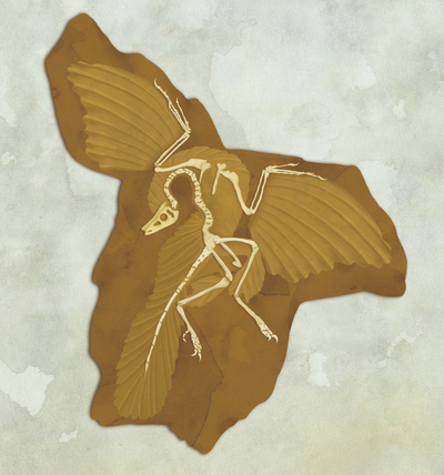 dinosaur-fossil-archaeopteryx-jpg