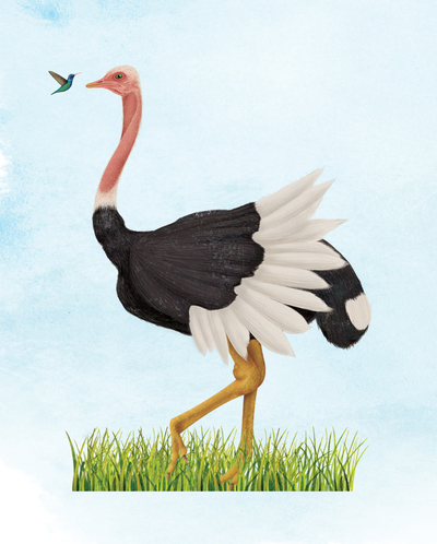 ostrich-jpg
