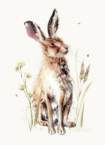 00797-dib-hare-jpg