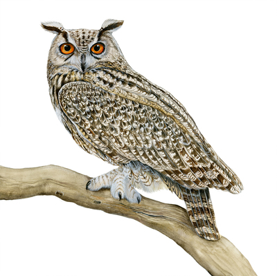 animal-bird-eagleowl-owl-wildlifeart-handmade-jpg