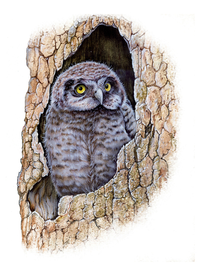 animal-bird-owl-babyowl-handmade-jpg