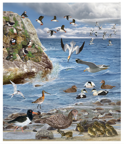 animal-bird-sea-beach-envirornment-gull-duck-puffin-jpg