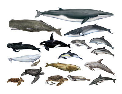 animal-cetacean-sealife-turtle-dolphin-whale-sealife-jpg